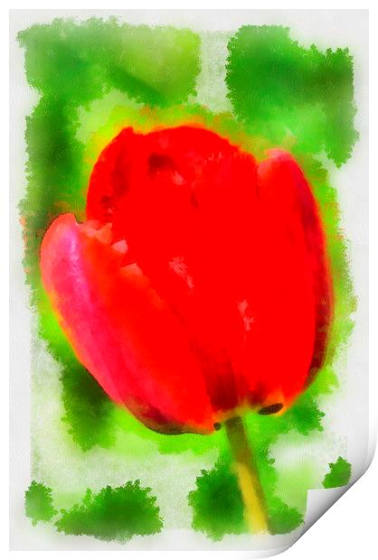 Red tulip aquarell painting Print by Matthias Hauser