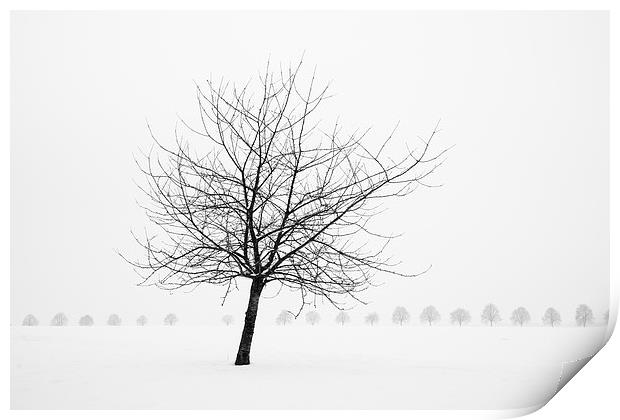 Bare tree in winter Print by Matthias Hauser