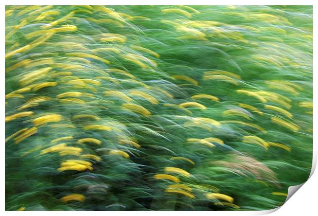 Abstract blurred flower meadow Print by Matthias Hauser