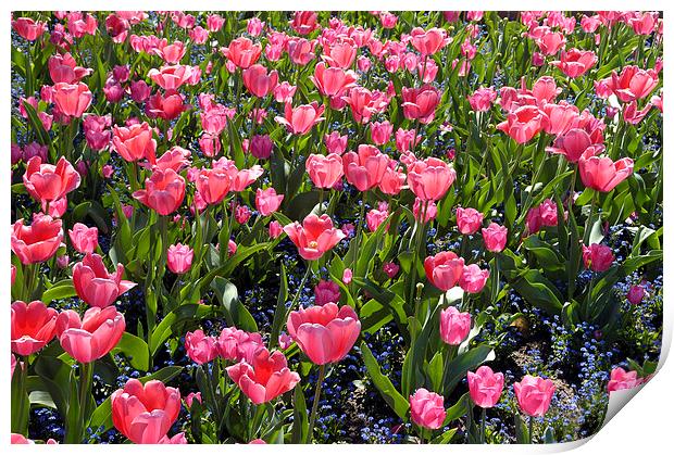 Pink tulips Print by Matthias Hauser