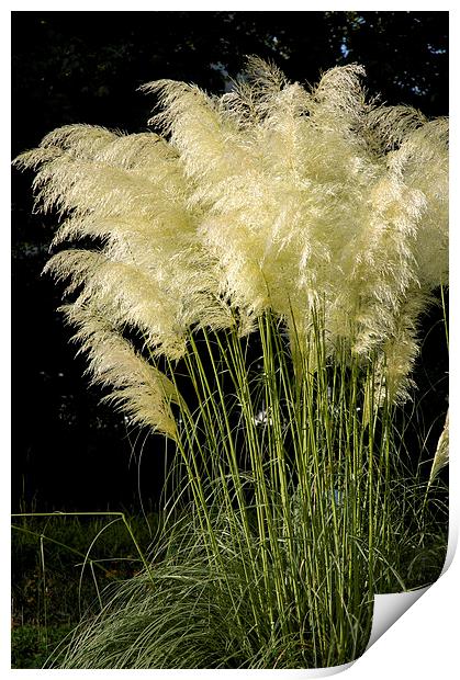  Pampas Grass Cortaderia selloana Print by Matthias Hauser