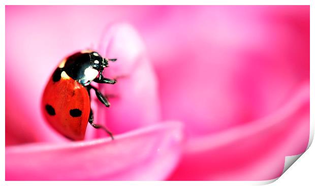 ladybird on pink flower Print by claire norman