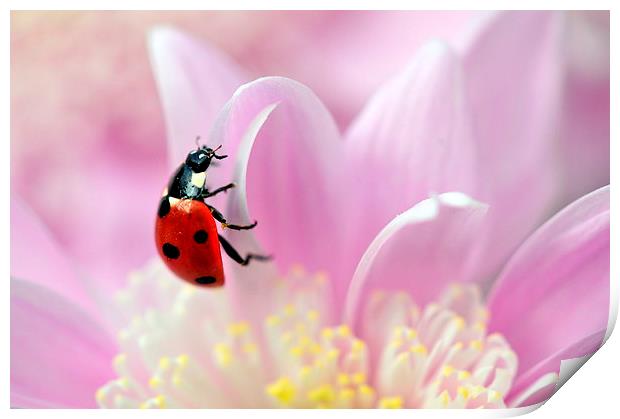 ladybird on pink flower Print by claire norman