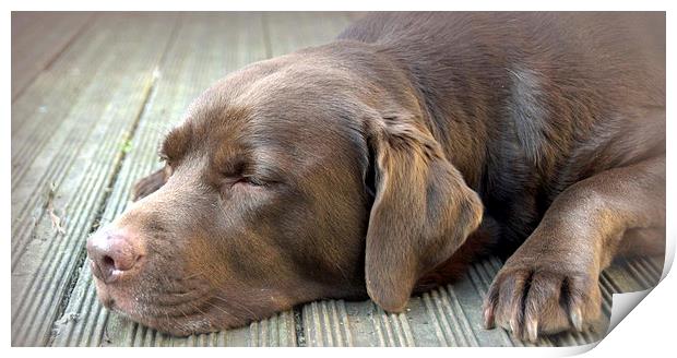 chocolate labrador sleeping Print by claire norman