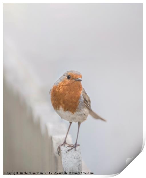 Robin in the snow Print by claire norman
