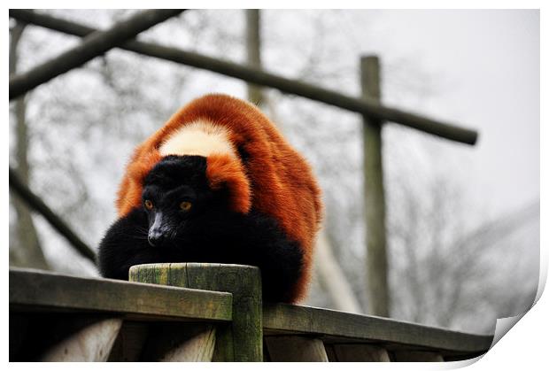 Red Lemur Print by Heather Wise