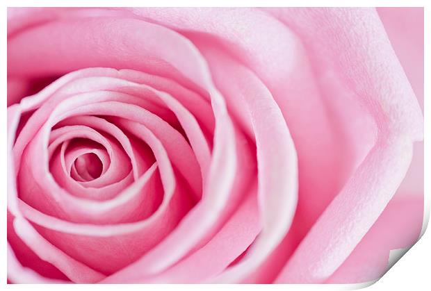 Close-up Rose Petals Print by Heather Wise