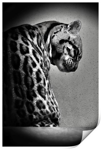Ocelot Wild Cat in Black and White Print by Heather Wise