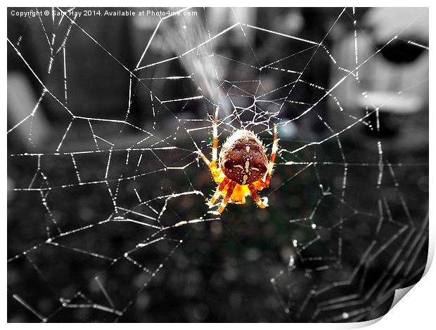 Garden Spider in the Sun Print by Sam Hay