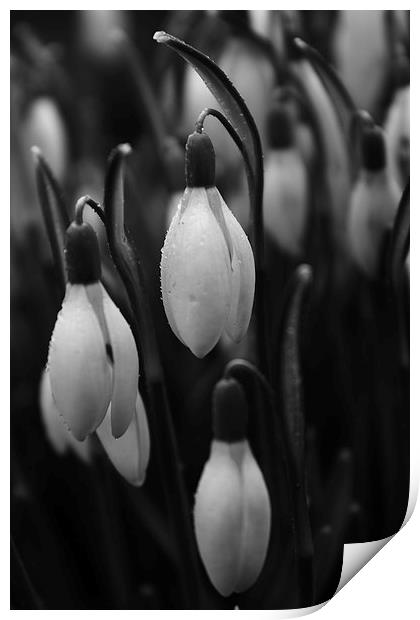 Snow Drops Print by Darren Turner