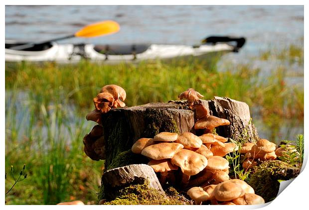 Viksjön, Sweden, kayak and mushrooms Print by Peter Bundgaard Kris