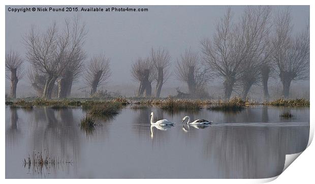 Swans and Willows Print by Nick Pound