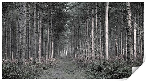Forest at Dusk Print by Jonathan Parkes