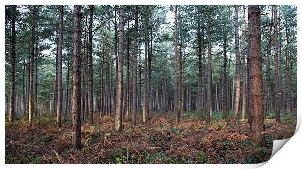 Forest at Dawn Print by Jonathan Parkes