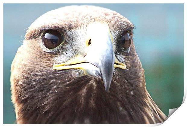 Golden Eagle Print by sean clifford