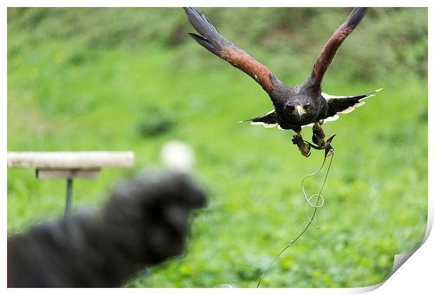  Hawk Print by sean clifford