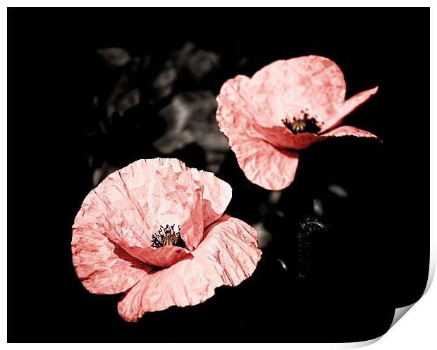 Vintage Poppies Print by Julia Whitnall