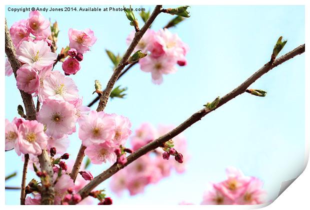 桜 (Sakura) Print by Andy Jones