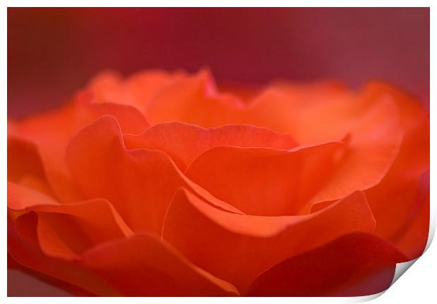 orange rose petals Print by Maria McLaren