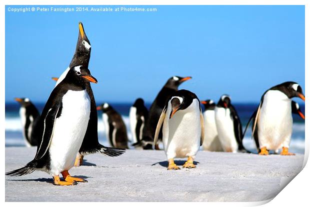Call of the Penguins Print by Peter Farrington