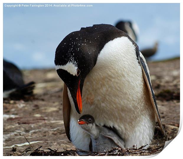 Gentoo Penguin Mother And Baby Print by Peter Farrington