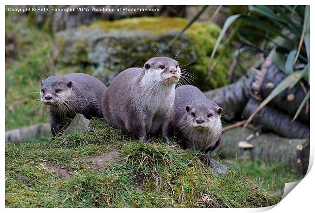  Otter Trio Print by Peter Farrington