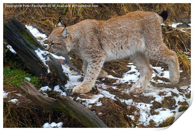  Lynx On The Prowl Print by Peter Farrington