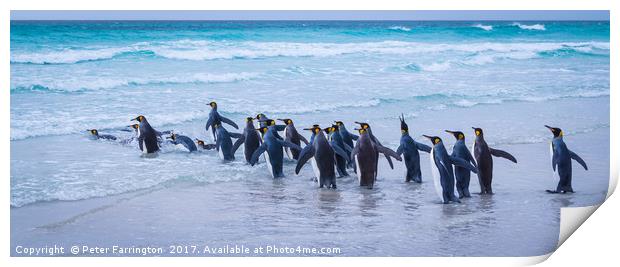 Time For A Dip ! Print by Peter Farrington