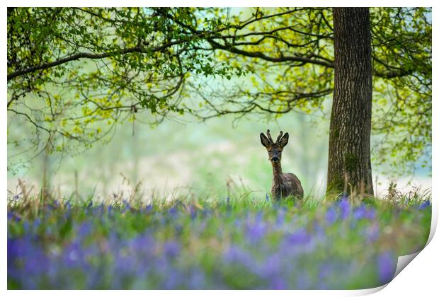 Young deer in bluebells  Print by Shaun Jacobs