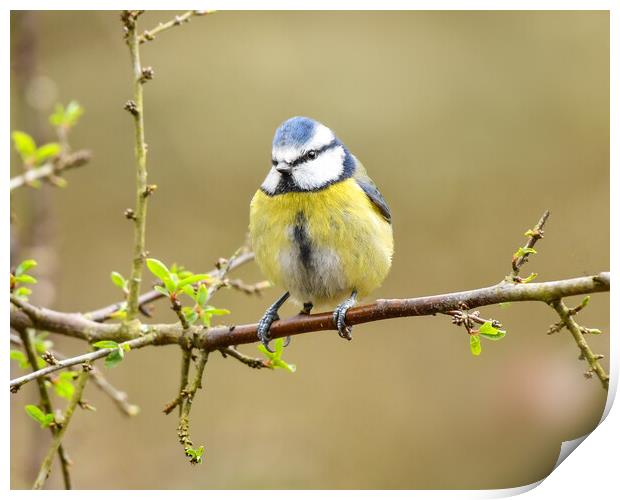 Blue tit perched on a branch  Print by Shaun Jacobs