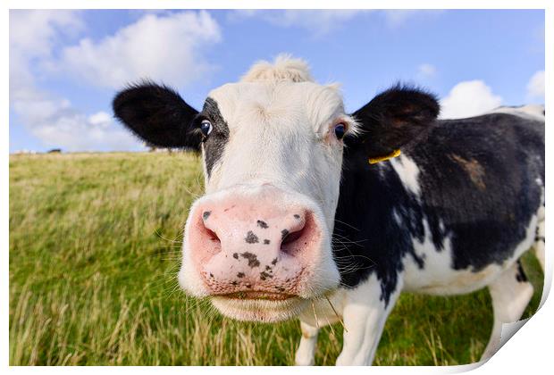 Curious cow   Print by Shaun Jacobs