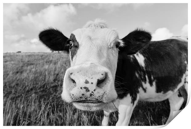  Curious cow grazing in a field  Print by Shaun Jacobs