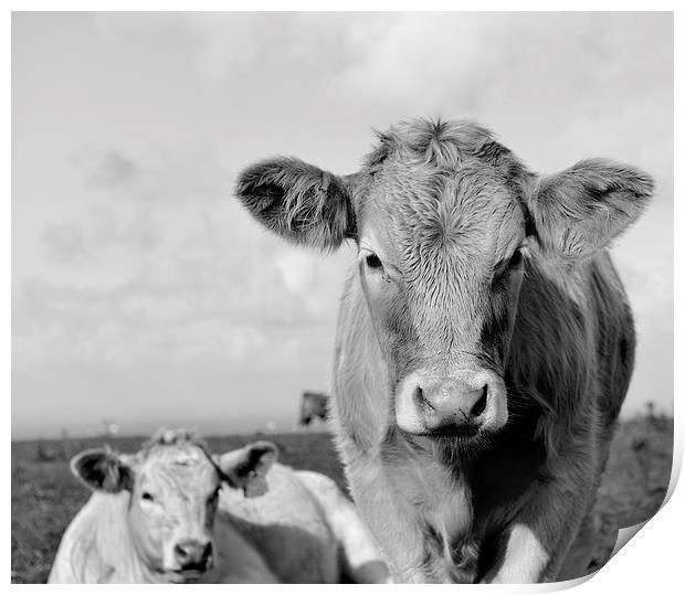  Dairy cow grazing in a field  Print by Shaun Jacobs