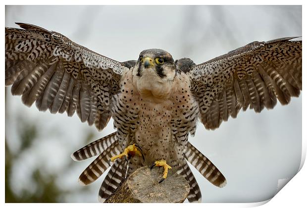  Peregrine Falcon coming into land  Print by Shaun Jacobs