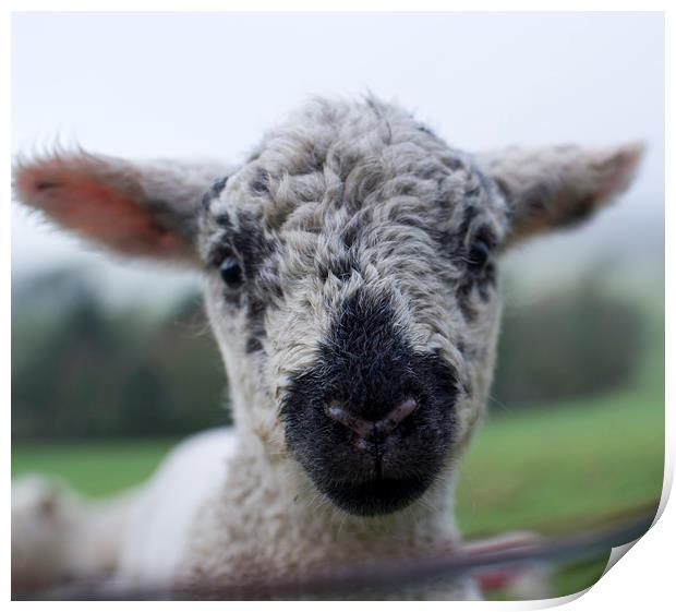Spring Lamb  Print by Shaun Jacobs