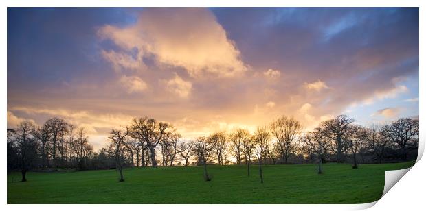 Sunset over trees  Print by Shaun Jacobs