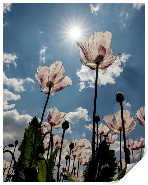Poppies in the summer sun  Print by Shaun Jacobs