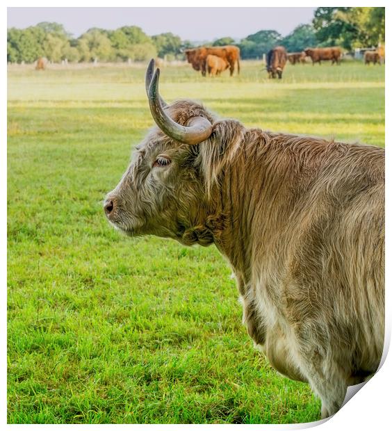 Highland cattle  Print by Shaun Jacobs