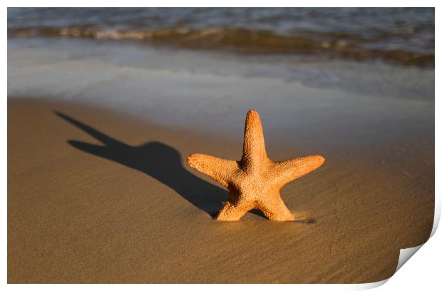 Starfish on a beach Print by Shaun Jacobs