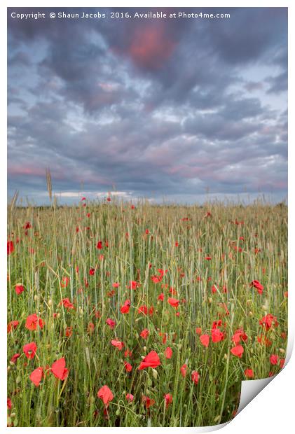 Poppy field at sunset  Print by Shaun Jacobs