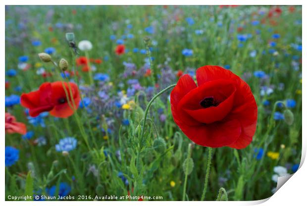 Wild flowers  Print by Shaun Jacobs
