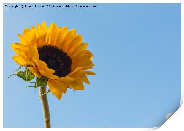 Sunflower  Print by Shaun Jacobs