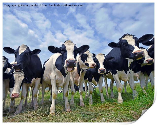 Cows  Print by Shaun Jacobs