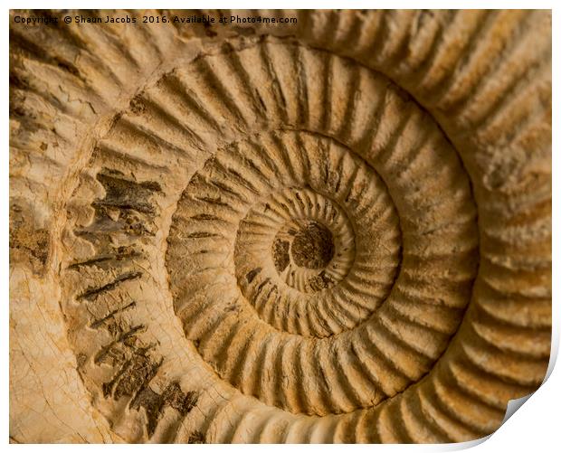 Ammonite  Print by Shaun Jacobs