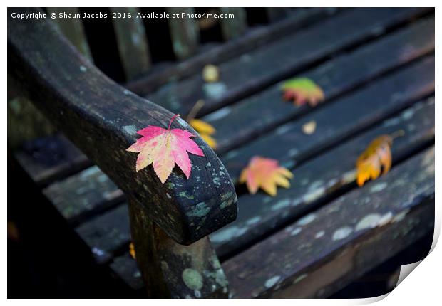 Autumn leaf  Print by Shaun Jacobs