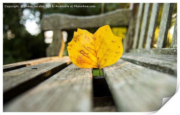 Autumn leaf on a wooden bench Print by Shaun Jacobs