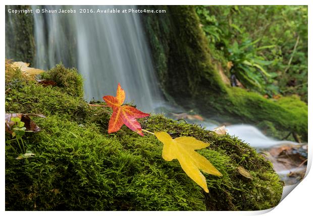 Little Bredy Autumnal waterfall  Print by Shaun Jacobs