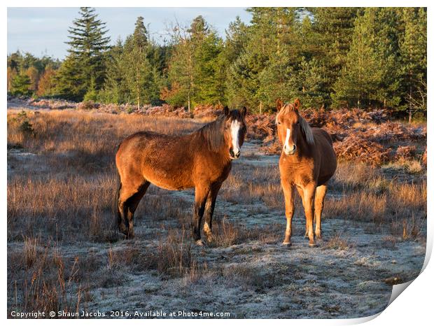 New Forest Ponies  Print by Shaun Jacobs