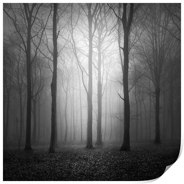 Woodland In The Fog Print by Ian Barber