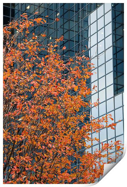 Autumnal tree contrasting with glass Print by Martin Collins